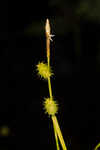 Sulphur sedge